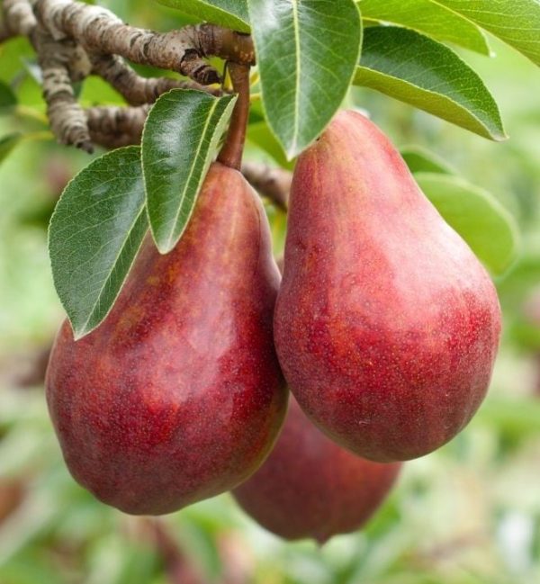 'Piros Vilmos' körte