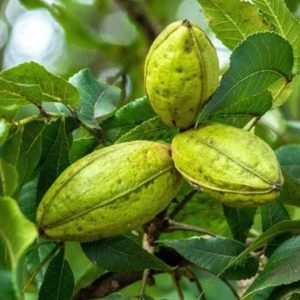 Carya illinoinensis - Pekándió
