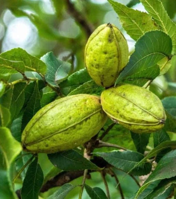Carya illinoinensis - Pekándió