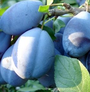 Szilva 'Bluefree'