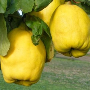 'Angersi' birs