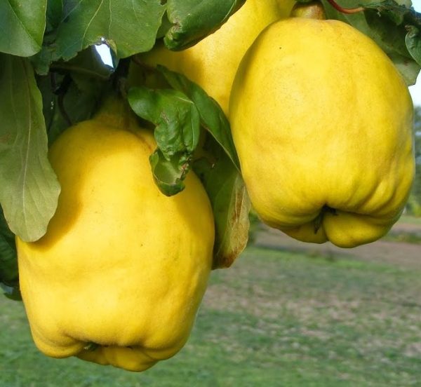 'Angersi' birs