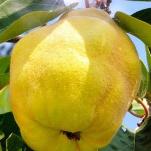 'Bereczki' birs
