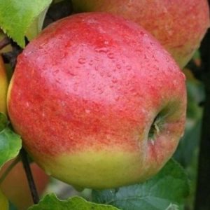 Alma 'Summerred'