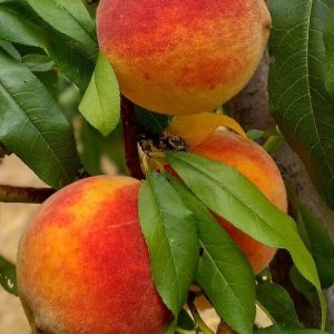 Őszibarack 'Springcrest'