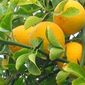 Poncirus trifoliata – Télálló vadcitrom