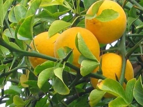Poncirus trifoliata – Télálló vadcitrom