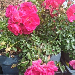 Rosa 'Heidesinfonie' - Talajtakaró rózsa