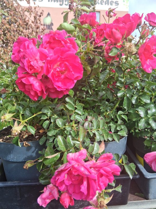 Rosa 'Heidesinfonie' - Talajtakaró rózsa