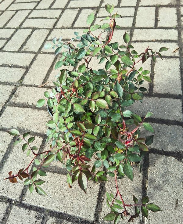 Rosa 'Dark Red' – Talajtakaró rózsa - Image 2