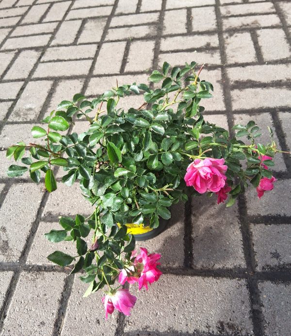Rosa 'Heidesinfonie' - Talajtakaró rózsa - Image 2