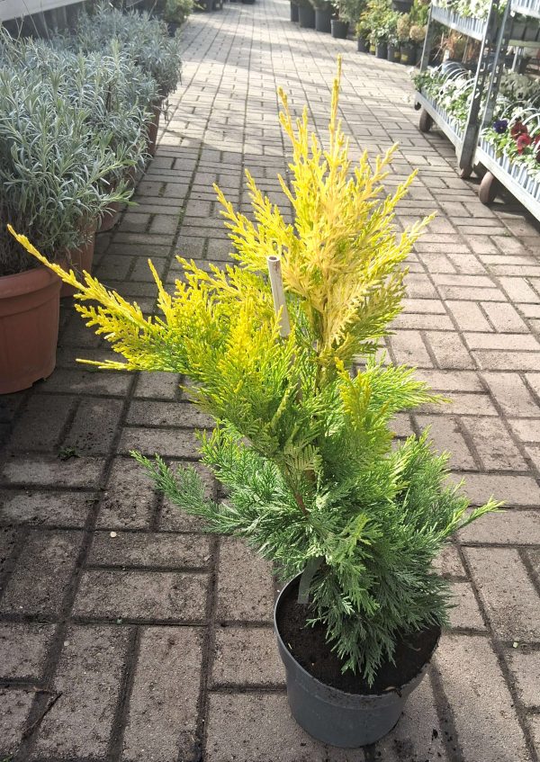 Cupressocyparis leylandii 'Gold Rider' – aranysárga sövény ciprus kertben