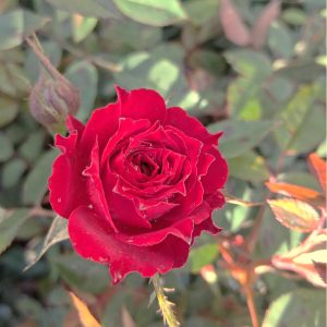 Rosa 'Dark Red' – sötétpiros virágú, terülő rózsa ágyásban