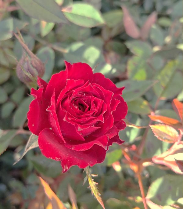 Rosa 'Dark Red' – sötétpiros virágú, terülő rózsa ágyásban
