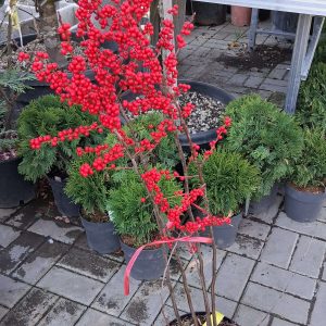 Ilex verticillata - Mocsári magyal