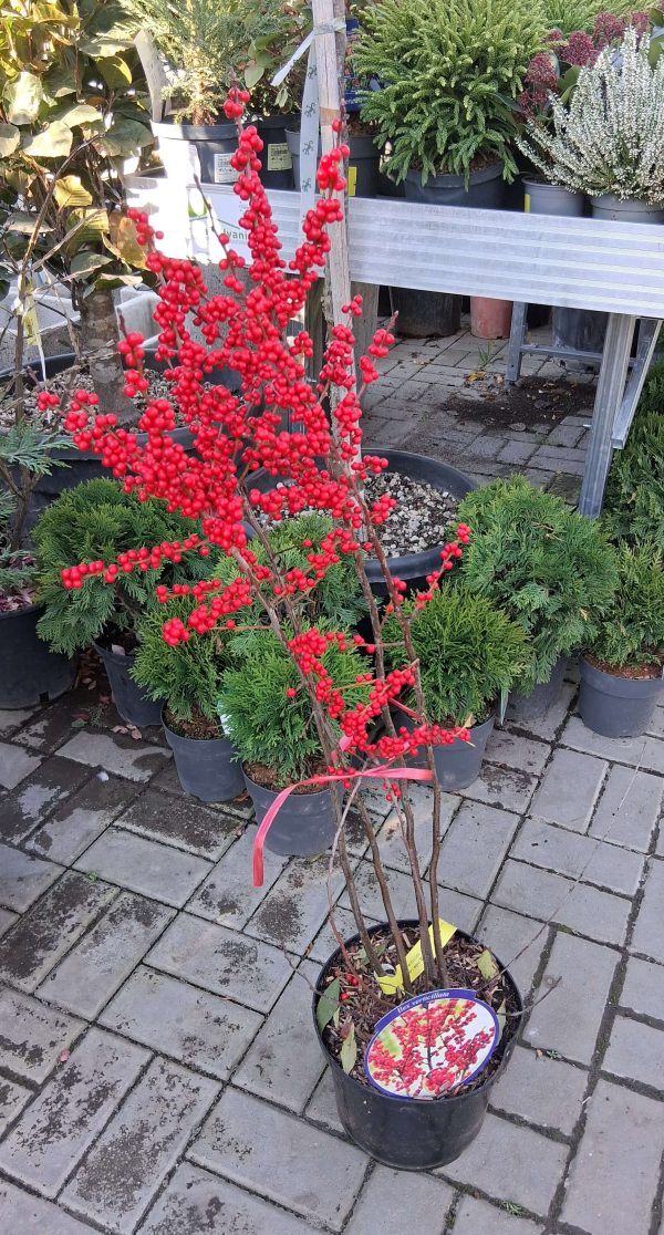 Ilex verticillata - Mocsári magyal