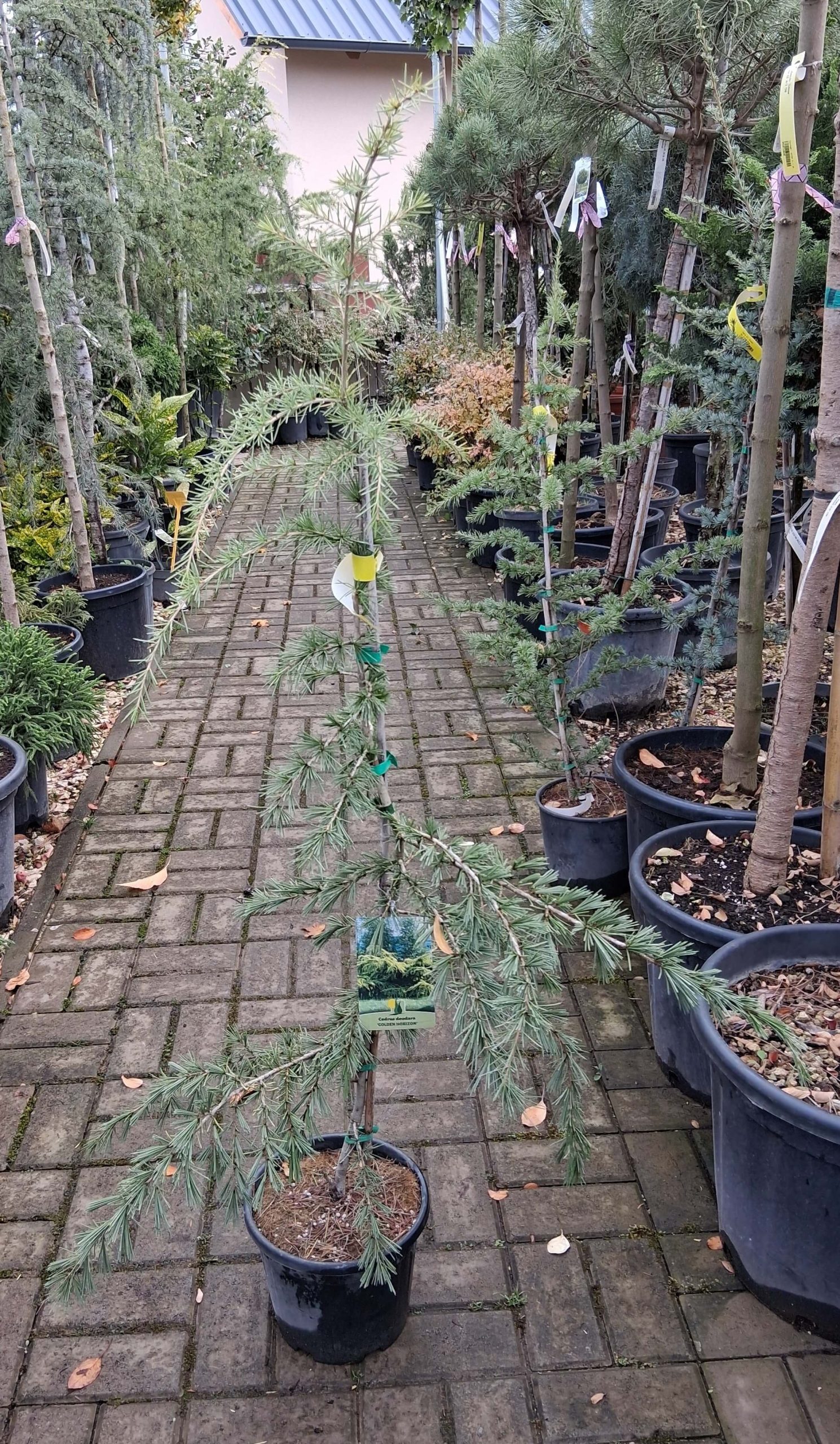 Cedrus deodara ‘Golden Horizon’ – Arany himalájai cédrus - Image 2
