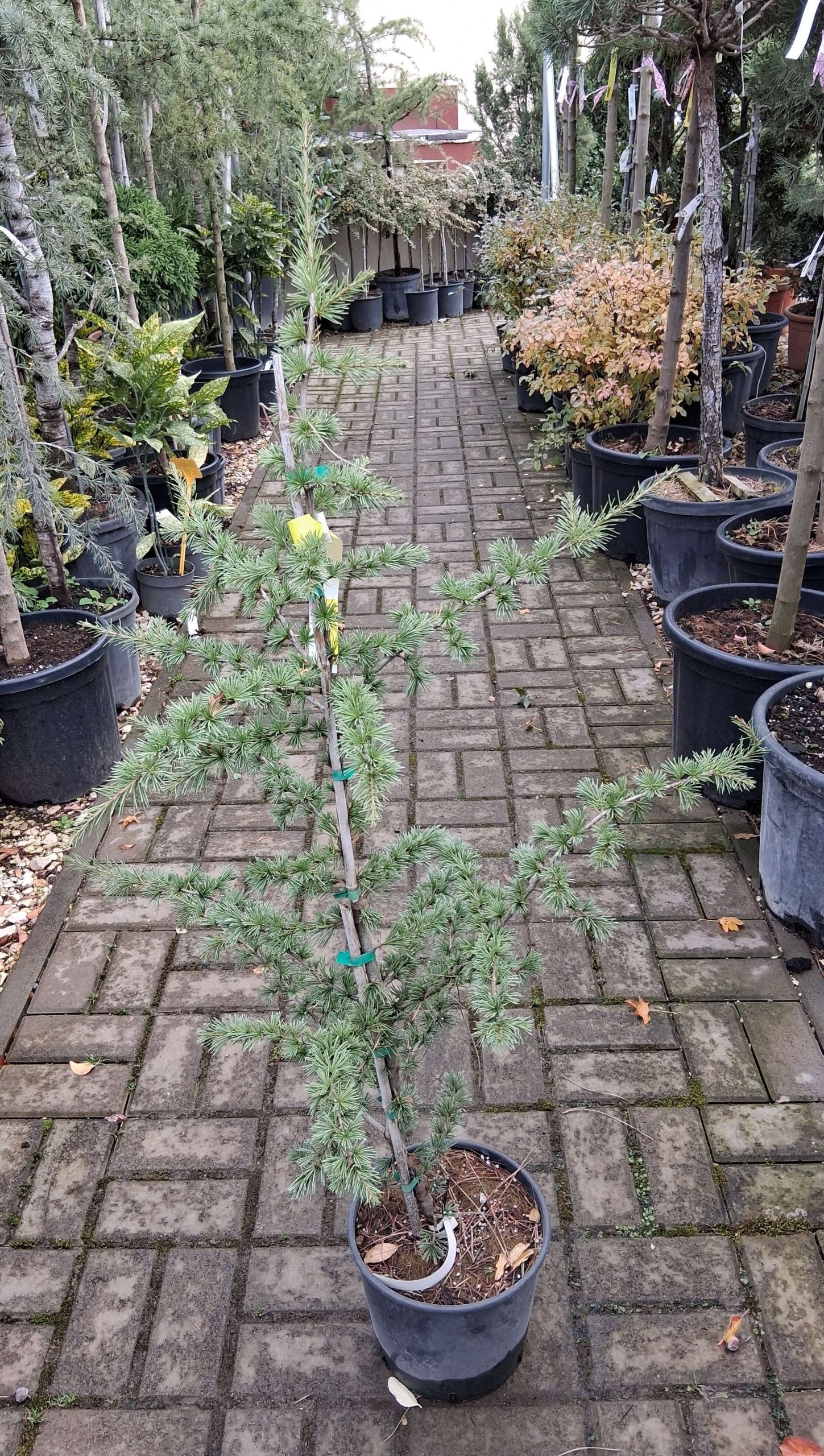 Cedrus deodara ‘Golden Horizon’ – Arany himalájai cédrus