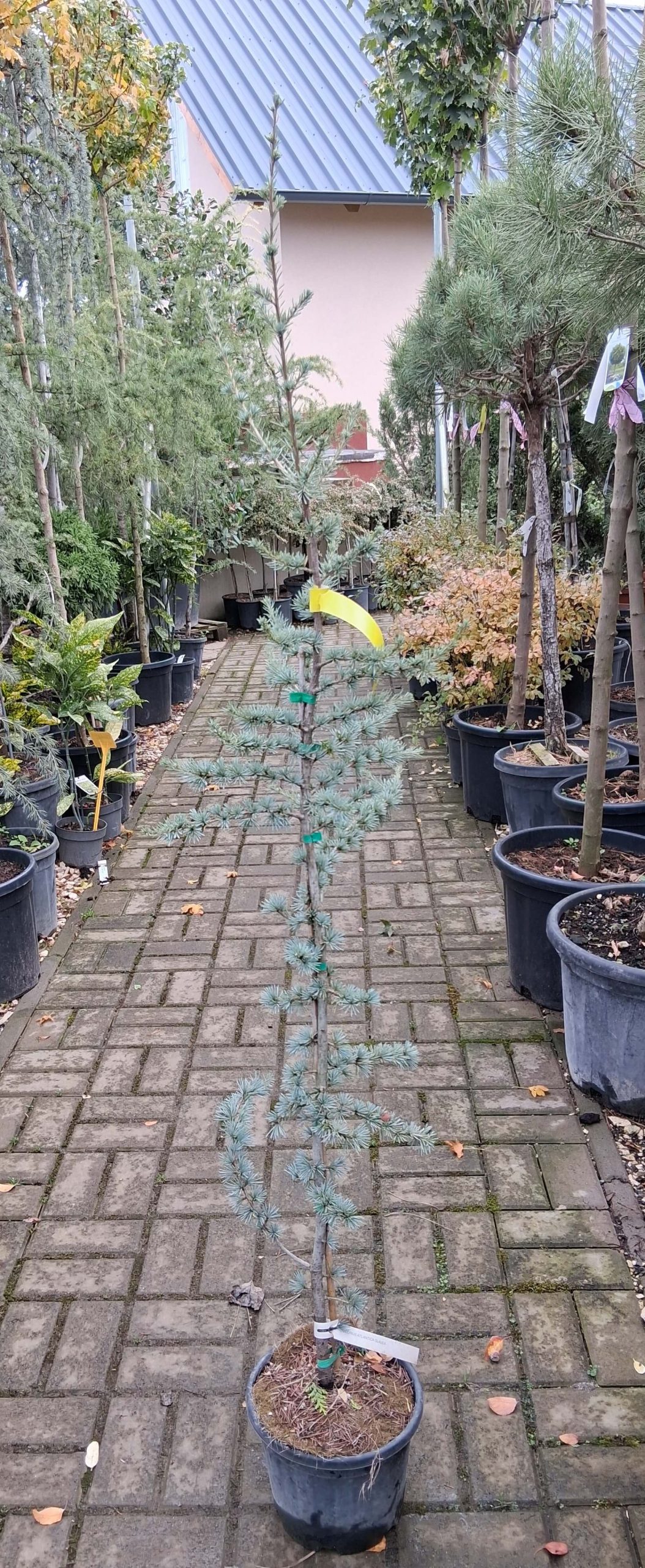 Cedrus atlantica 'Glauca' - Kék atlasz cédrus - Image 2