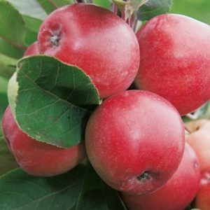 Malus domestica 'Red Sensation' – Oszlopos almafa
