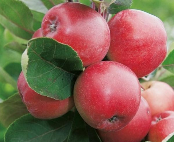 Malus domestica 'Red Sensation' – Oszlopos almafa