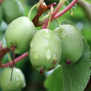 Actinidia arguta 'Issai' - Öntermékeny mini kivi