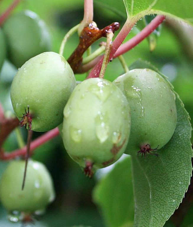 Actinidia arguta 'Issai' - Öntermékeny mini kivi