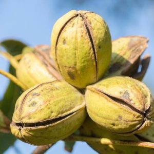 Carya illinoinensis 'Choctaw' – Pekándió
