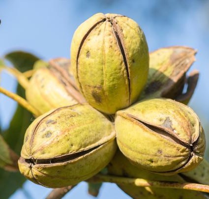 Carya illinoinensis 'Choctaw' – Pekándió