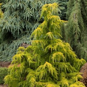 Cedrus deodara ‘Golden Horizon’ – Arany himalájai cédrus