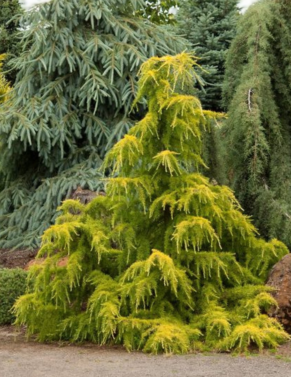 Cedrus deodara ‘Golden Horizon’ – Arany himalájai cédrus