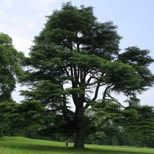 Cedrus libani - Libanoni cédrus