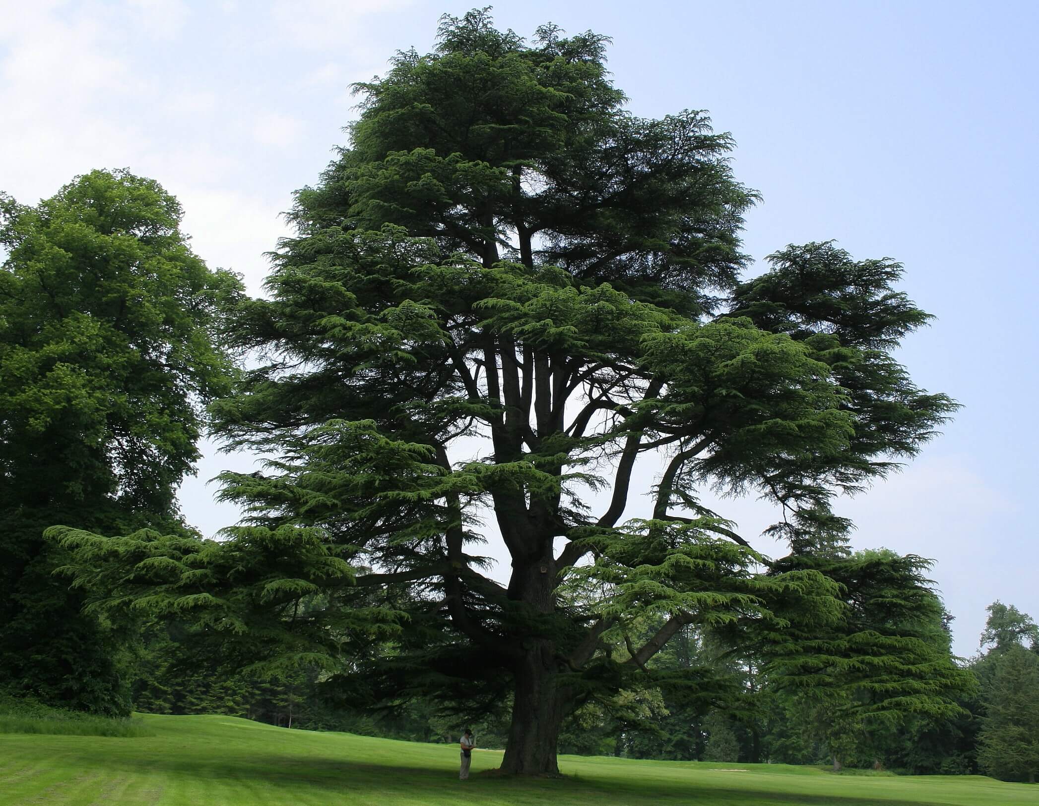 Cedrus libani - Libanoni cédrus