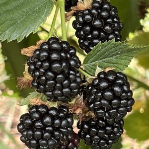 Rubus fruticosus ’Loch Ness’ - Tüskétlen szeder