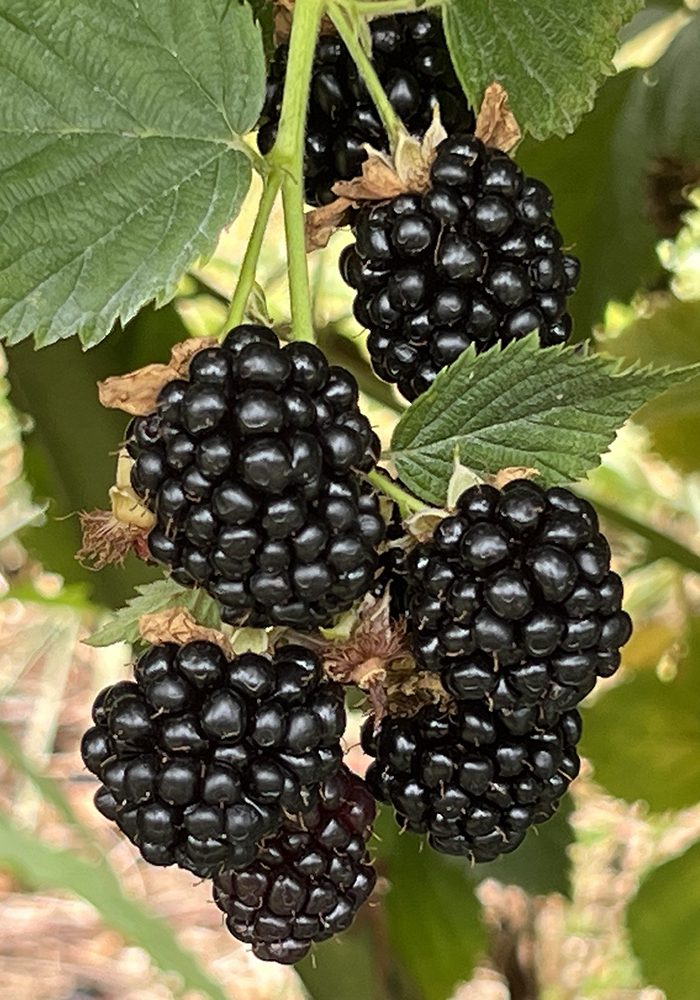 Rubus fruticosus ’Loch Ness’ - Tüskétlen szeder