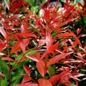 Photinia 'Carré Rouge' - Korallberkenye