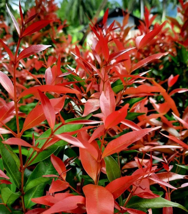 Photinia 'Carré Rouge' - Korallberkenye