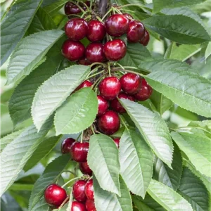 Prunus avium 'Sylvia' – Oszlopos cseresznye