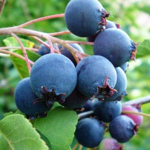 Amelanchier ‘Thiessen’ – Kanadai fanyarka