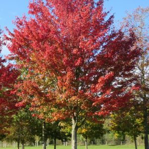 Acer rubrum - Vörös juhar