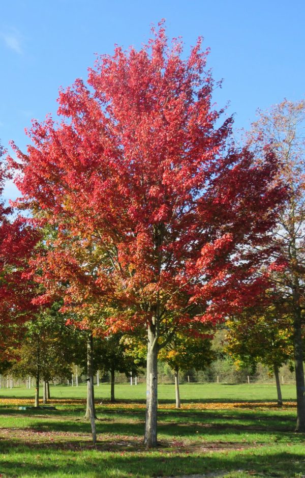 Acer rubrum - Vörös juhar