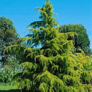 Cedrus deodara ‘Aurea’ – Arany himalájai cédrus