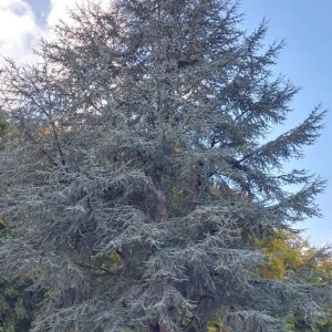 Cedrus atlantica 'Glauca' - Kék atlasz cédrus