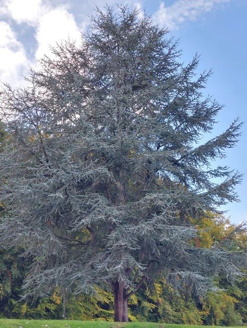 Cedrus atlantica 'Glauca' - Kék atlasz cédrus