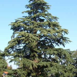 Cedrus deodara - Himalájai cédrus