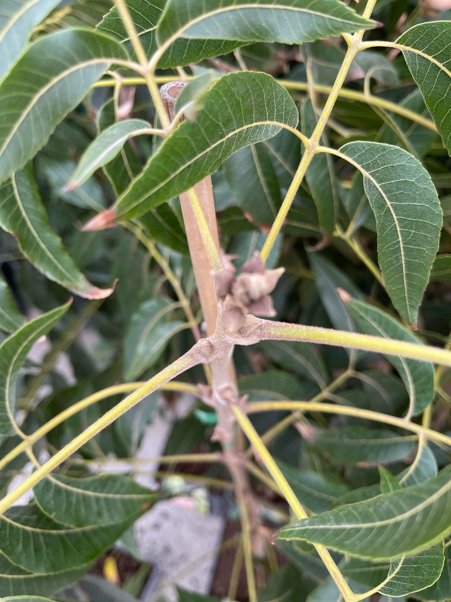 Carya illinoinensis 'Desirable' - Pekándió - Image 3