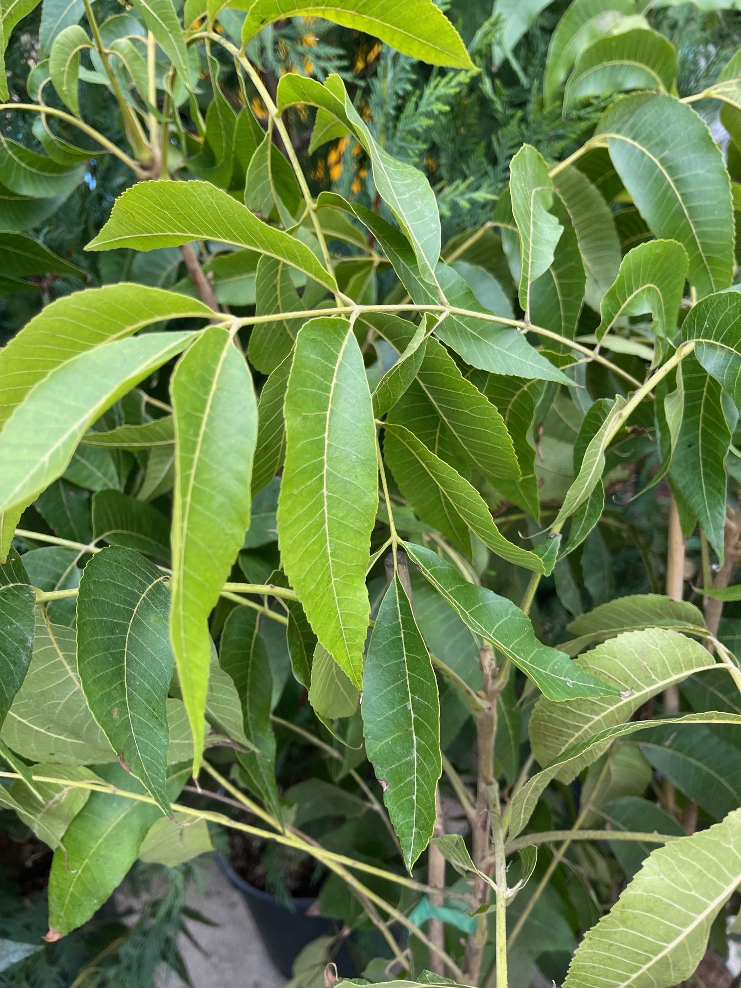 Carya illinoinensis 'Desirable' - Pekándió - Image 2