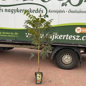 Carya illionensis 'Pawnee' - Pekándió