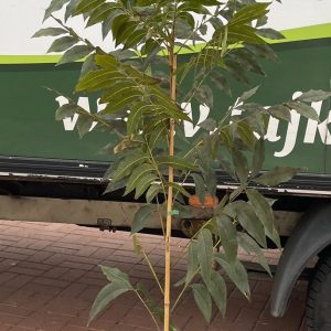 Carya illinoiensis `Mohawk` - Pekándió oltvány