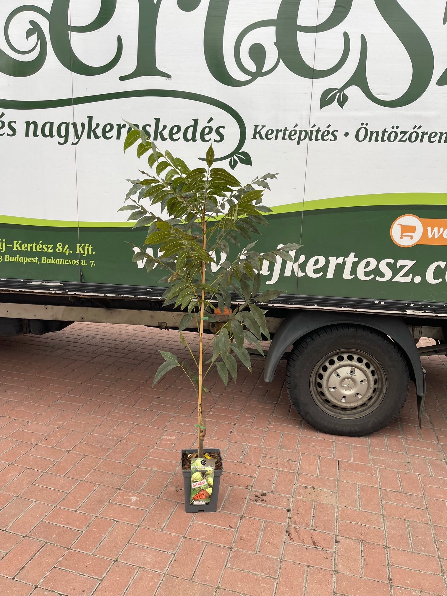 Carya illionensis 'Pawnee' - Pekándió